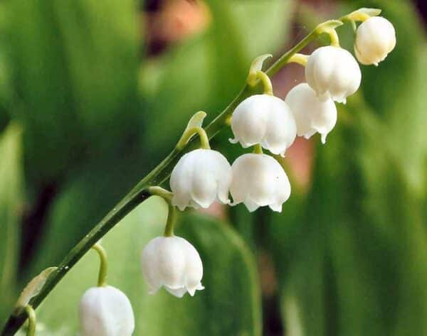 Muguet