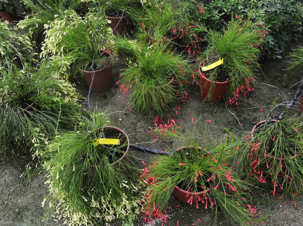 russelia juncea