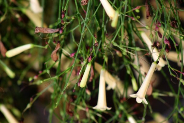 Russelia juncea