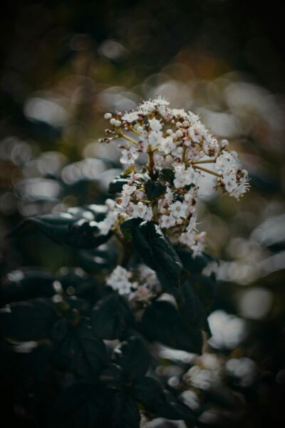 Viburnum tinus