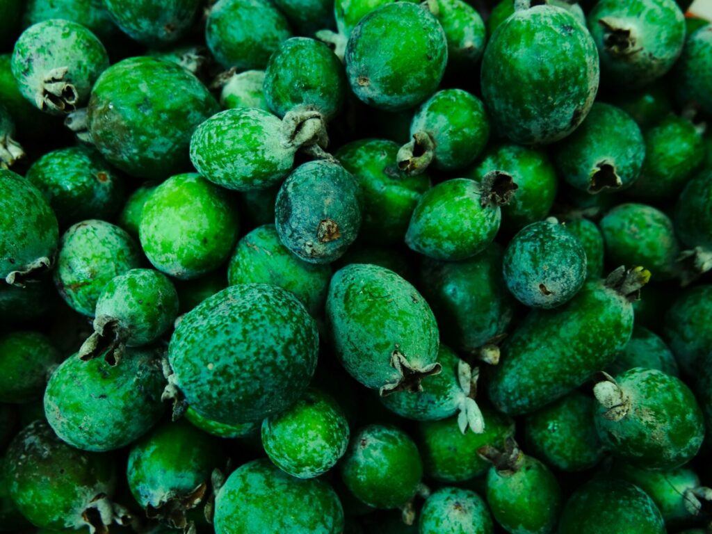 feijoa sellowiana