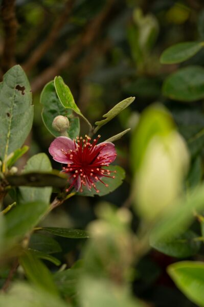 Feijoa sellowiana