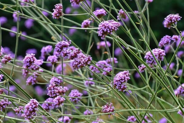 Verveine