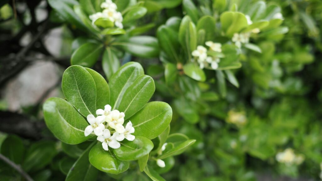 Pittosporum tobira