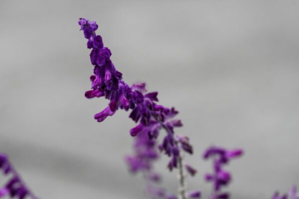 Salvia leucantha
