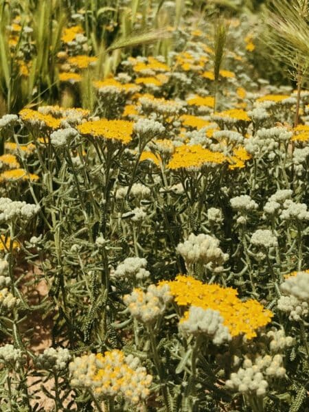 Helichrysum italicum