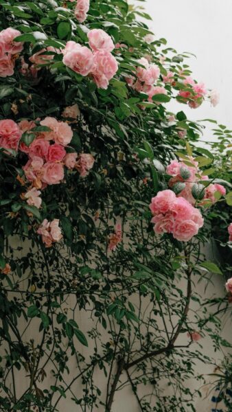 Rosier grimpant