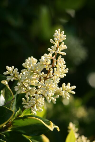 Ligustrum japonicum