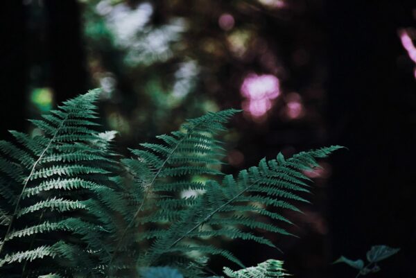 Dryopteris filix-mas