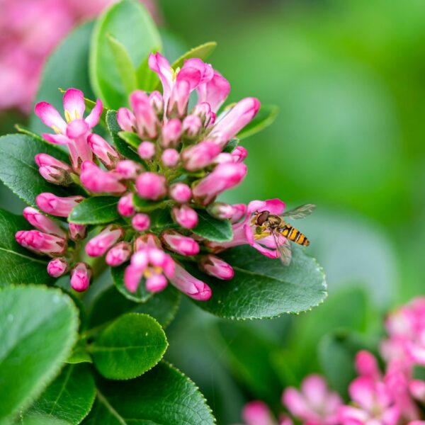 Escallonia
