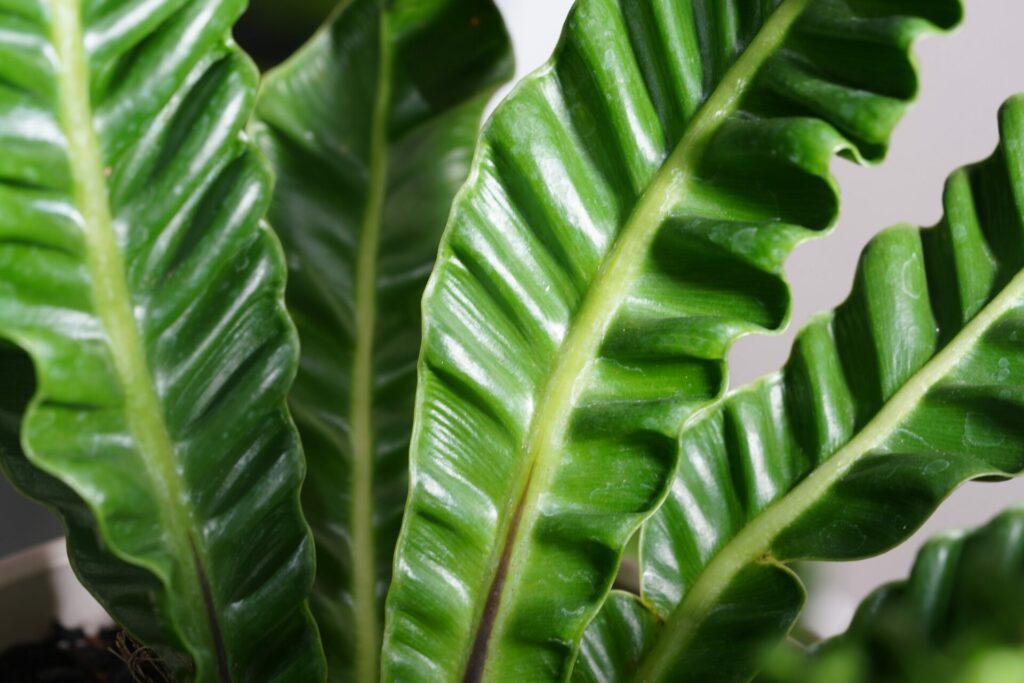 asplenium scolopendrium