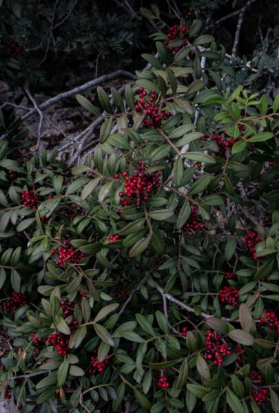 Pistacia lentiscus