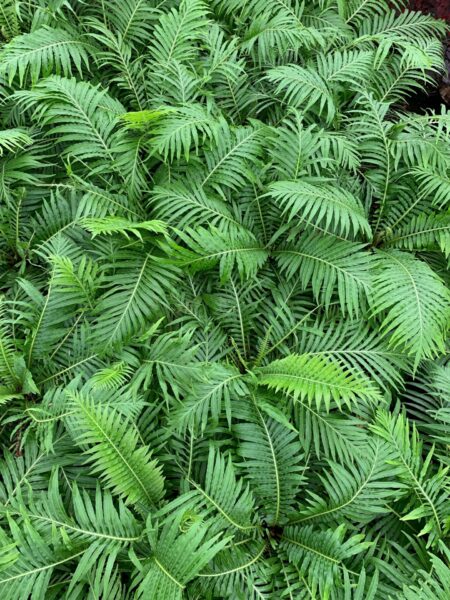 Polystichum setiferum