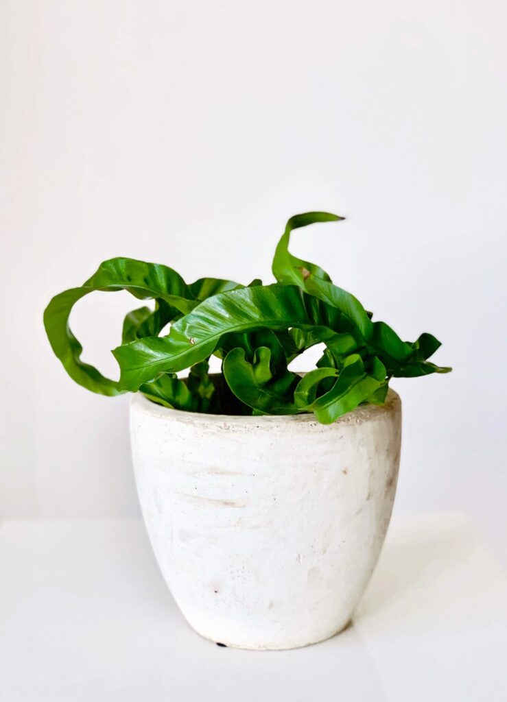 asplenium scolopendrium