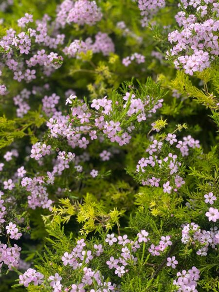 Coleonema pulchellum