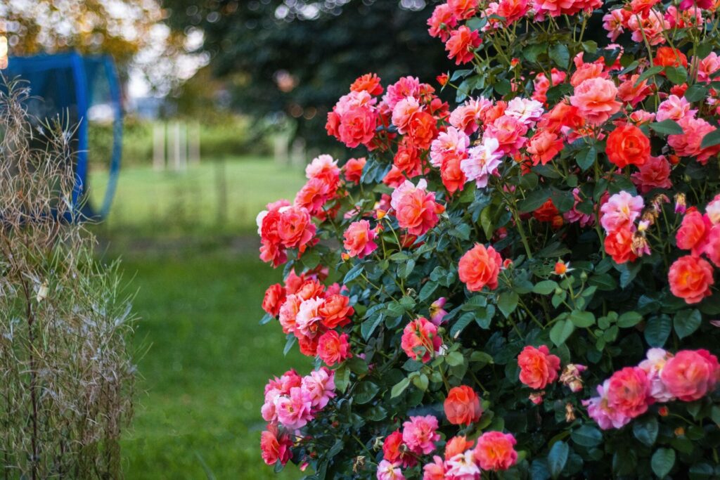 Rosier buisson