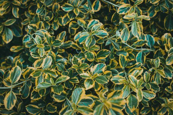 Euonymus japonicus