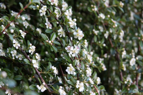 Myrtus communis