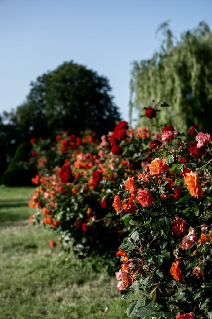 rosier paysager