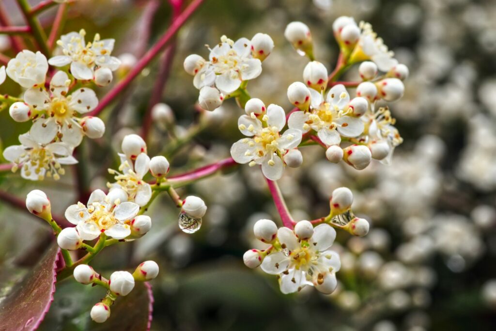 photinia-x-fraseri