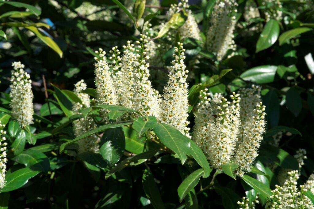 prunus laurocerasus