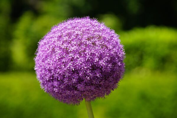 Alliums