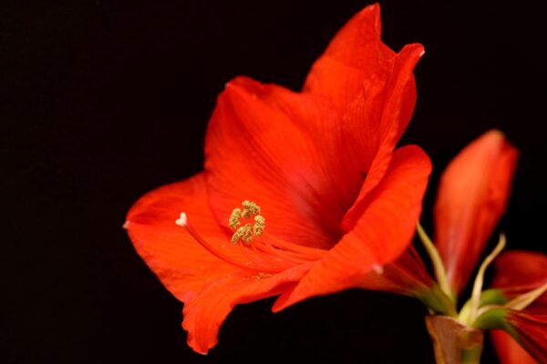 Amaryllis