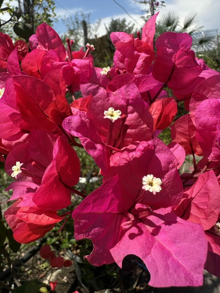 Bougainvillier