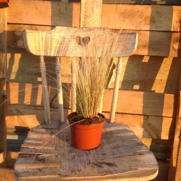 Stipa