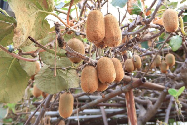Kiwi