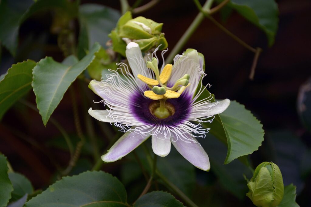 passiflore
