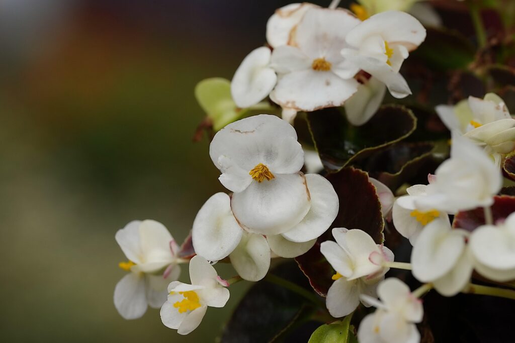 Bégonias