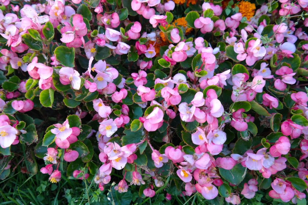 Bégonias