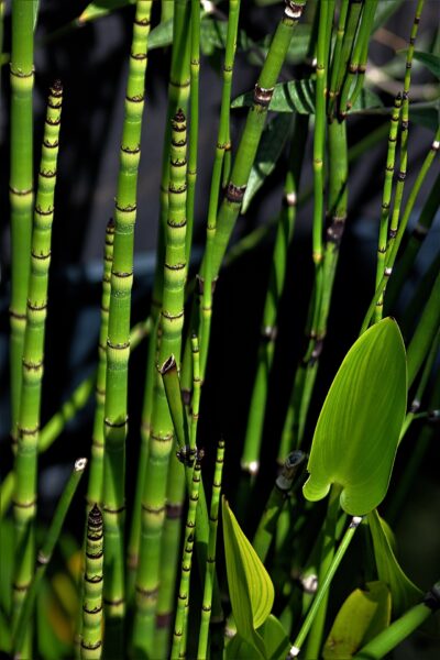Equisetum hyemale