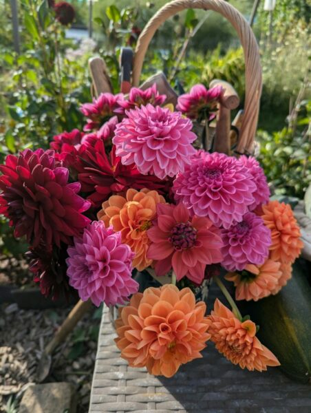 Dahlias