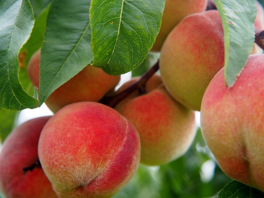 pêcher