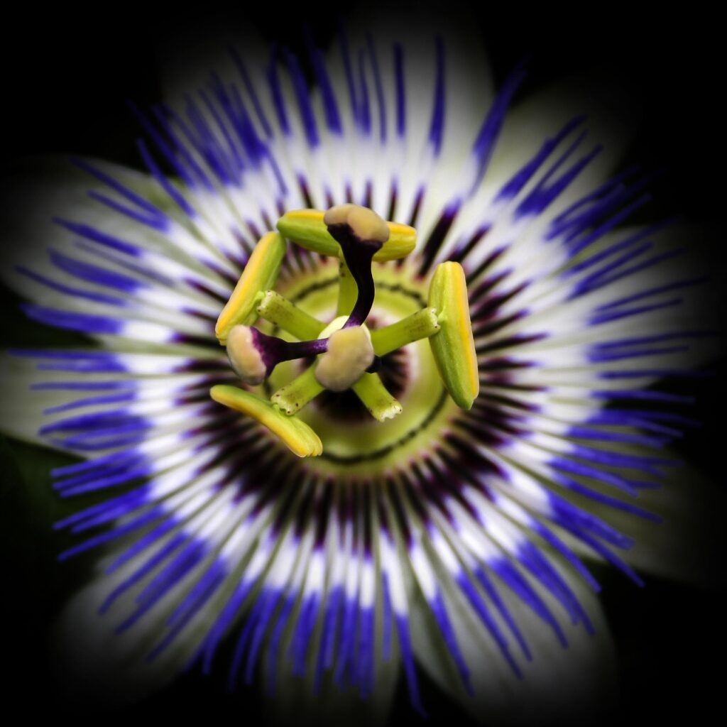 passiflore
