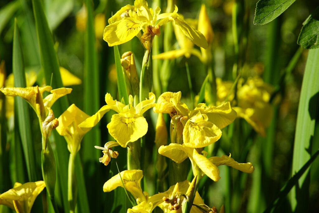 iris pseudacorus