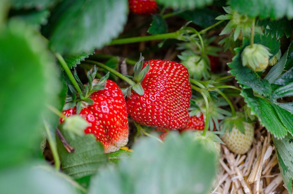 fraisier