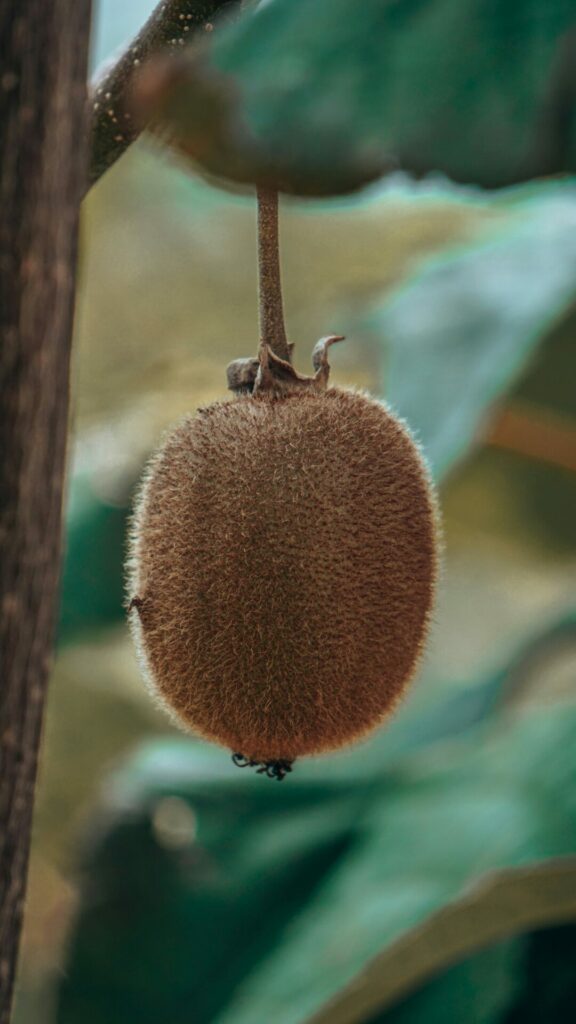 kiwi