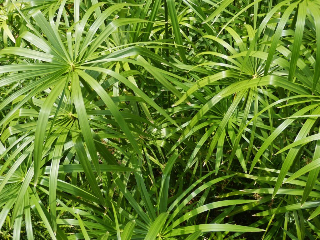 Cyperus papyrus