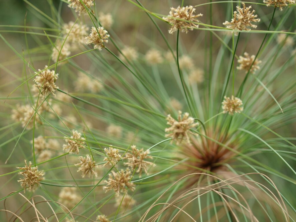 juncus effusus