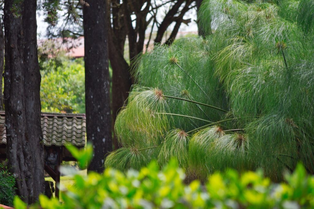 Cyperus papyrus