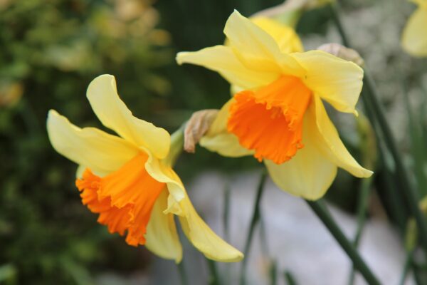 Narcisses