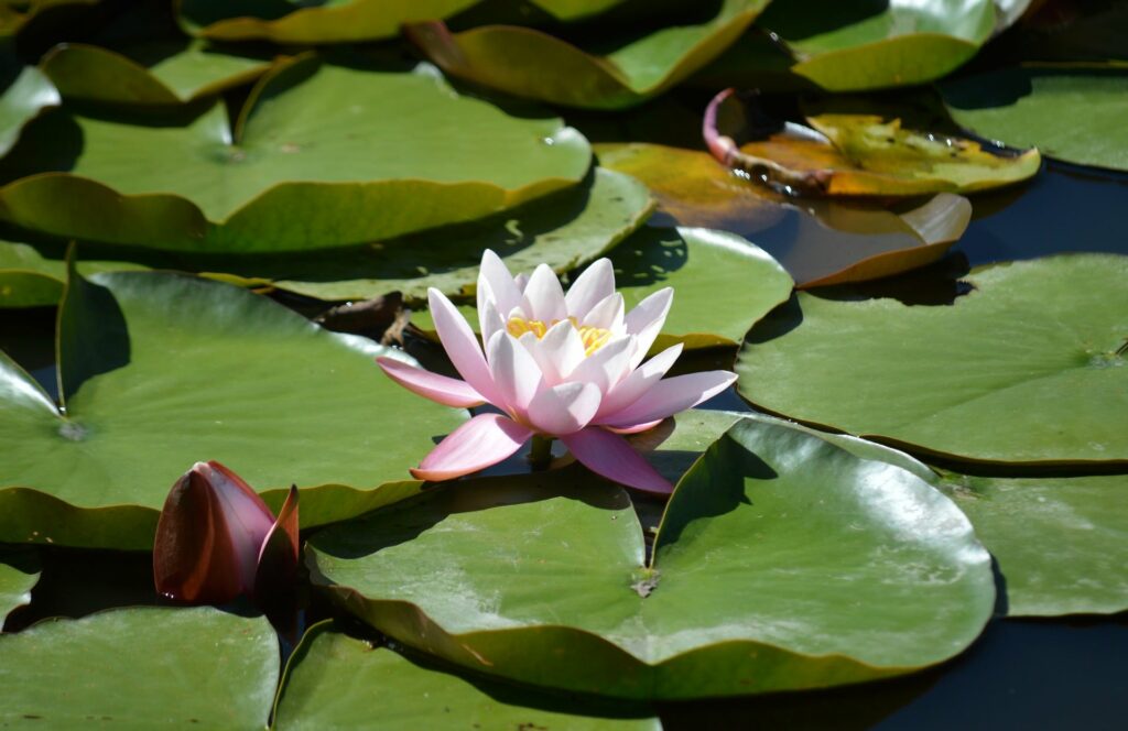nymphaea