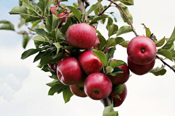 Pommier
