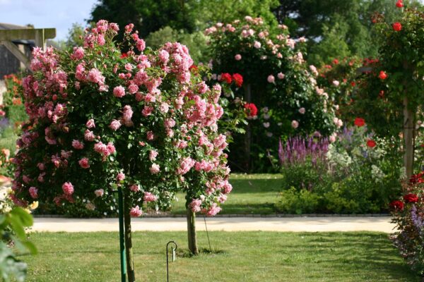 Rosier tige