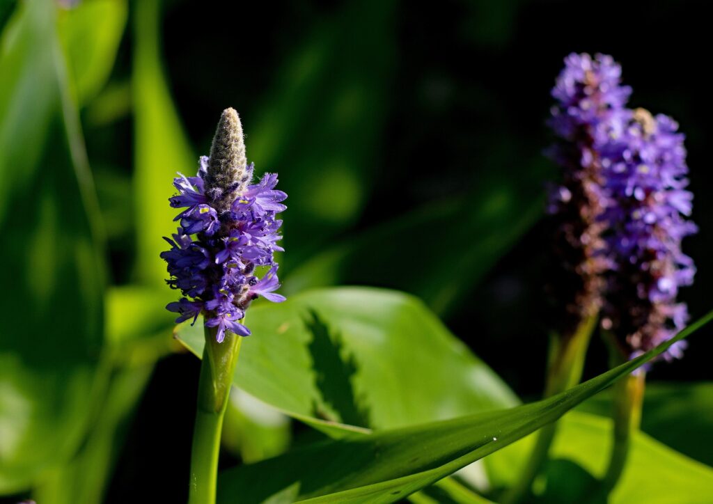 Pontederia cordata