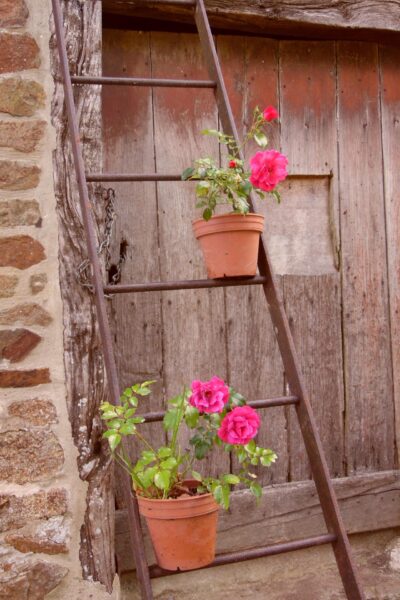 Rosier miniature