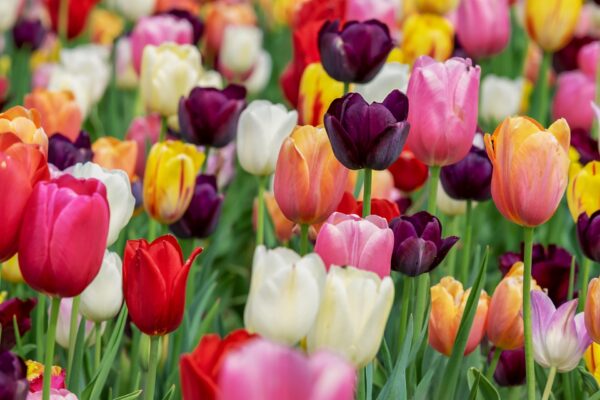 Tulipes